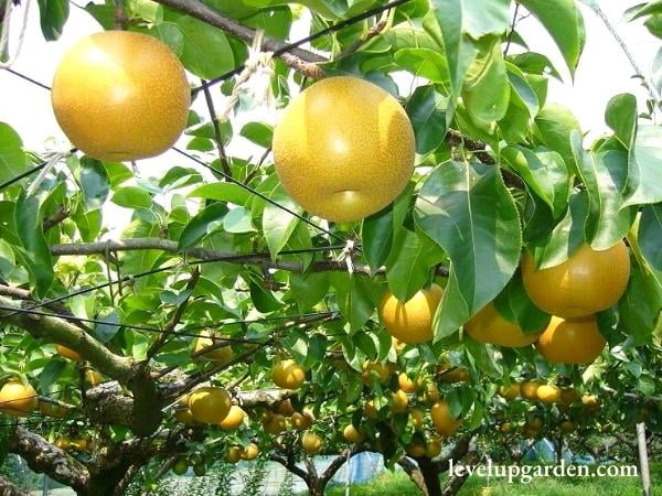 20th Century Asian Pear Tree - Pyrus pyrifolia 'Nijisseiki'