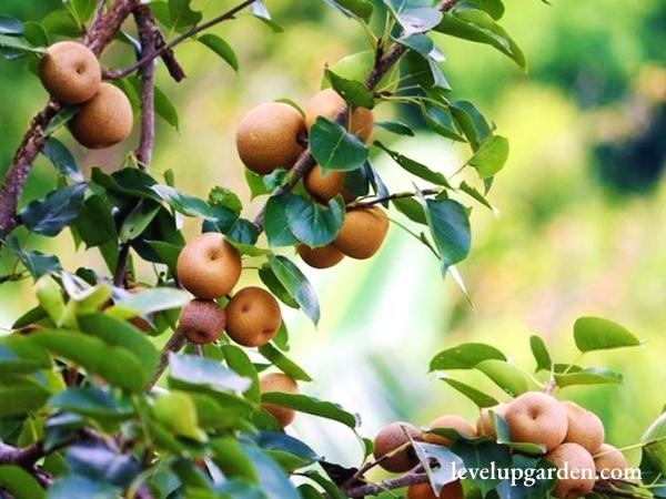 20th Century Asian Pear Tree - Pyrus pyrifolia 'Nijisseiki'