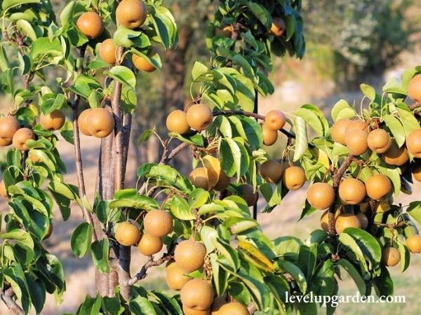 20th Century Asian Pear Tree - Pyrus pyrifolia 'Nijisseiki'