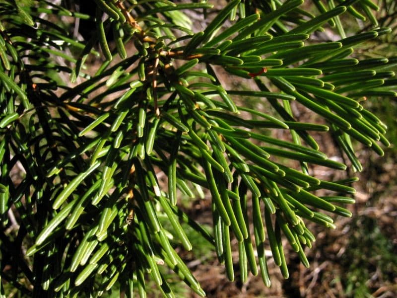 White Fir (Abies concolor)