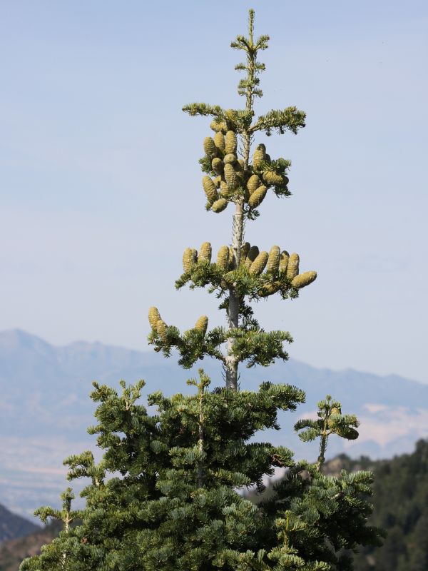 White Fir (Abies concolor)