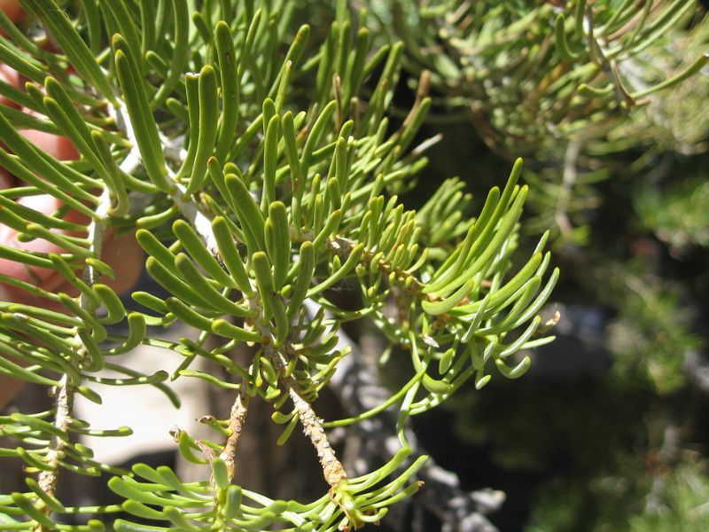 White Fir (Abies concolor)