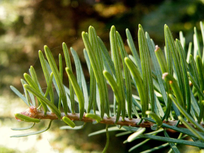 White Fir (Abies concolor)