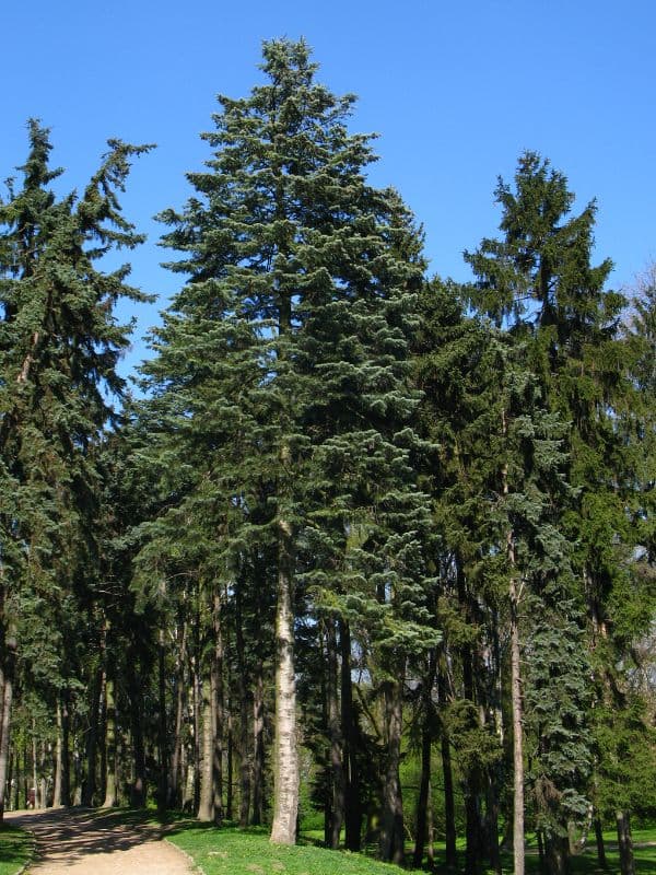 White Fir (Abies concolor)