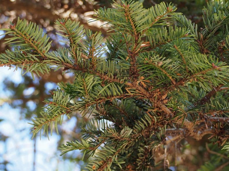 Japanese Fir (Abies firma)