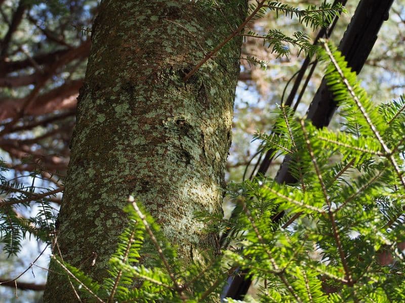 Japanese Fir (Abies firma)