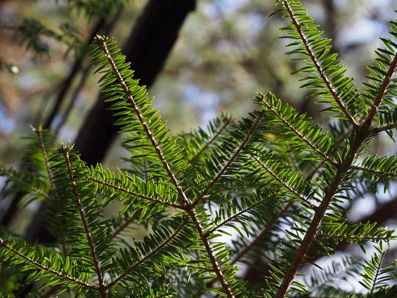 Japanese Fir (Abies firma)