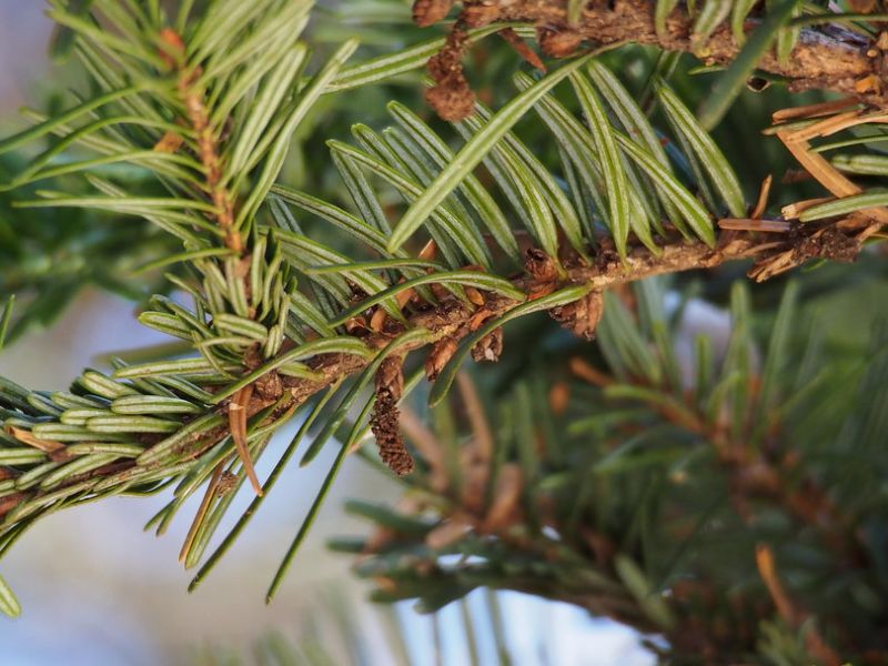 Japanese Fir (Abies firma)