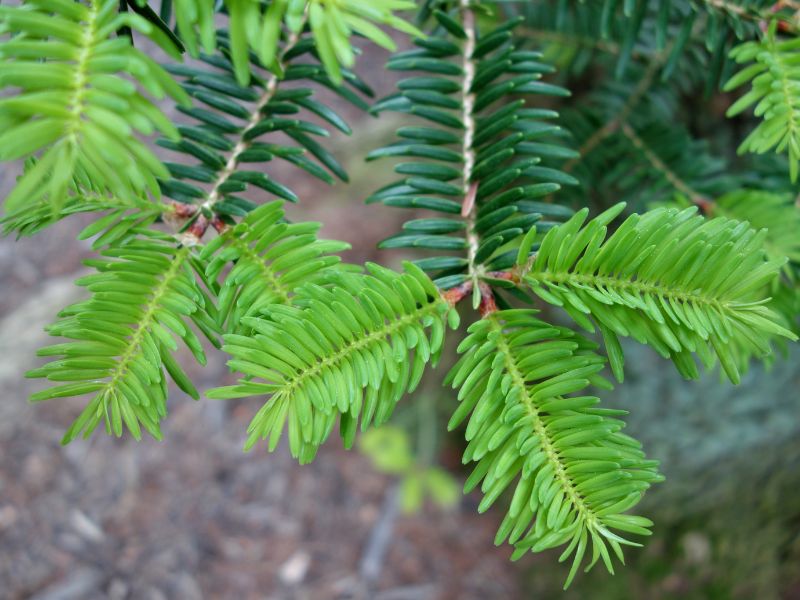 Japanese Fir (Abies firma)