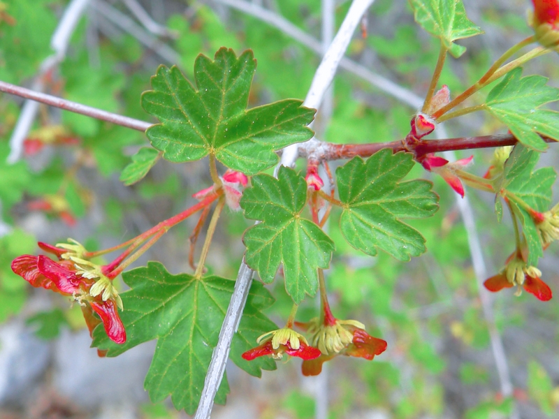 Rocky Mountain Maple (Acer glabrum)