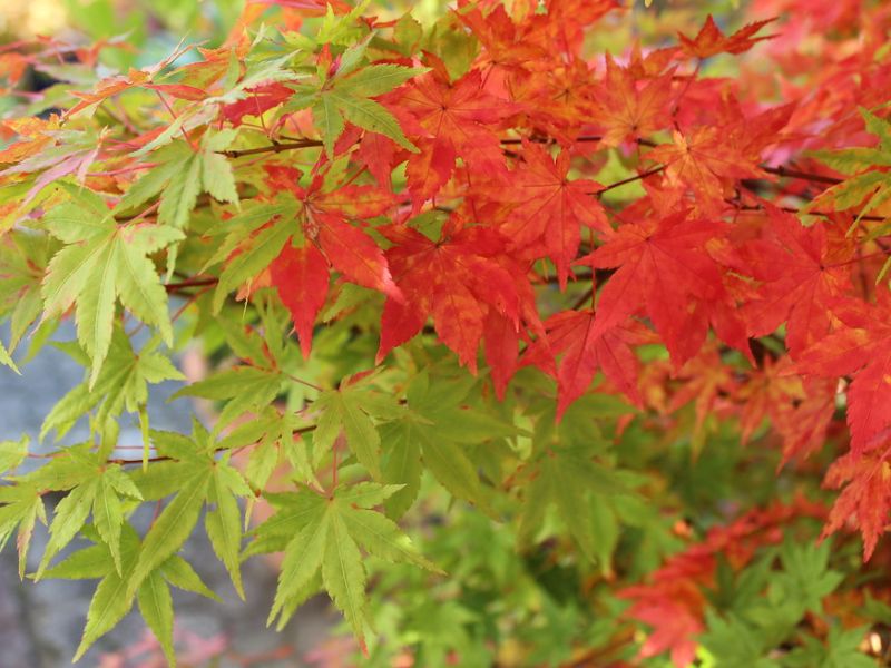 Fullmoon Maple (Acer japonicum)