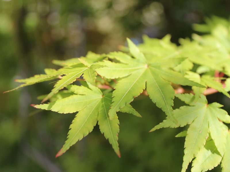 Fullmoon Maple (Acer japonicum)