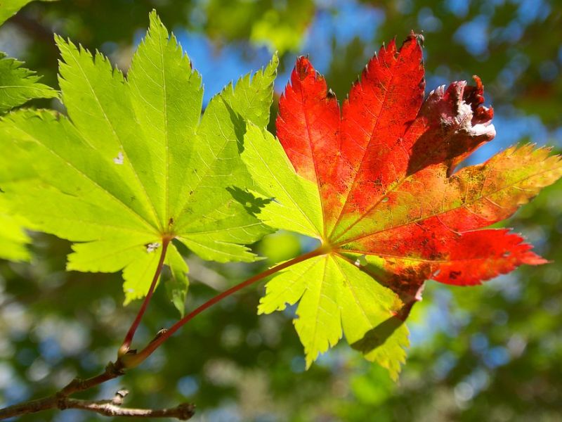 Fullmoon Maple (Acer japonicum)