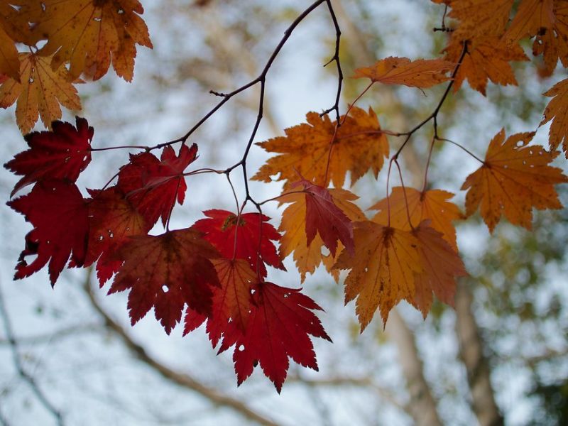 Fullmoon Maple (Acer japonicum)