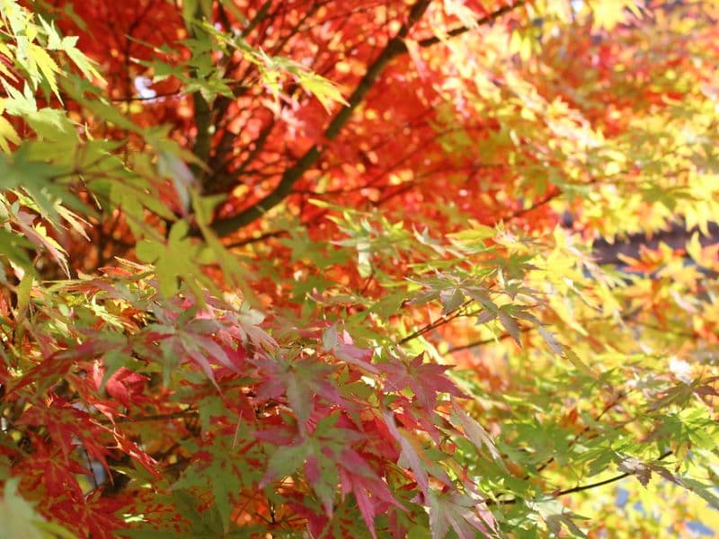 Fullmoon Maple (Acer japonicum)