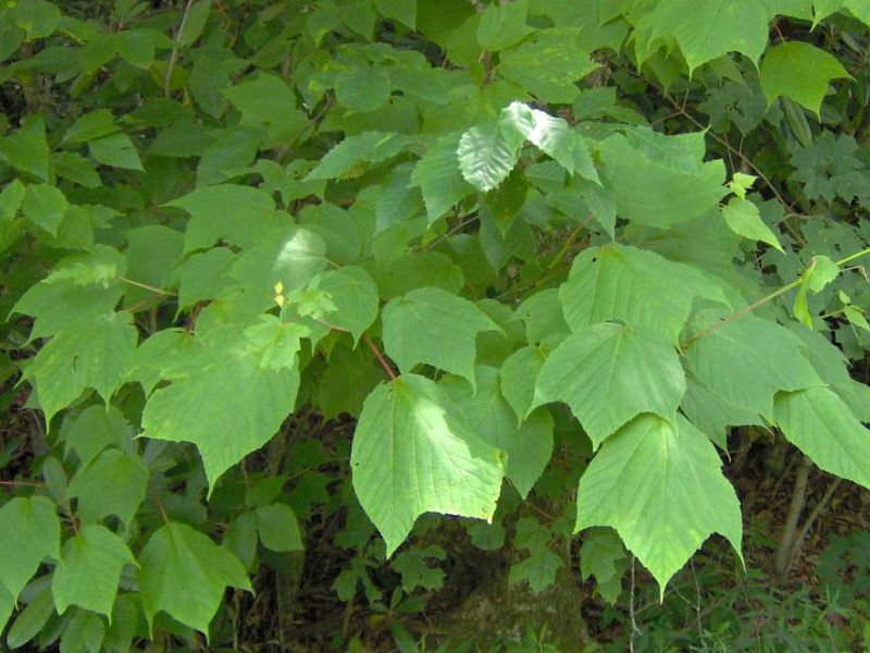 Striped Maple (Acer pensylvanicum)