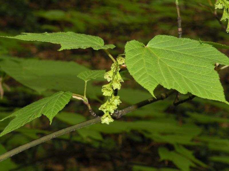 Striped Maple (Acer pensylvanicum)