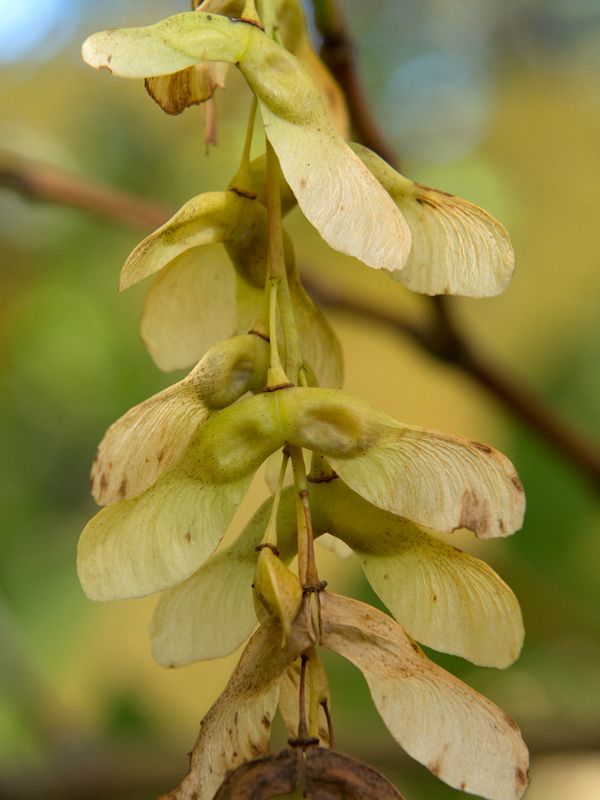 Striped Maple (Acer pensylvanicum)