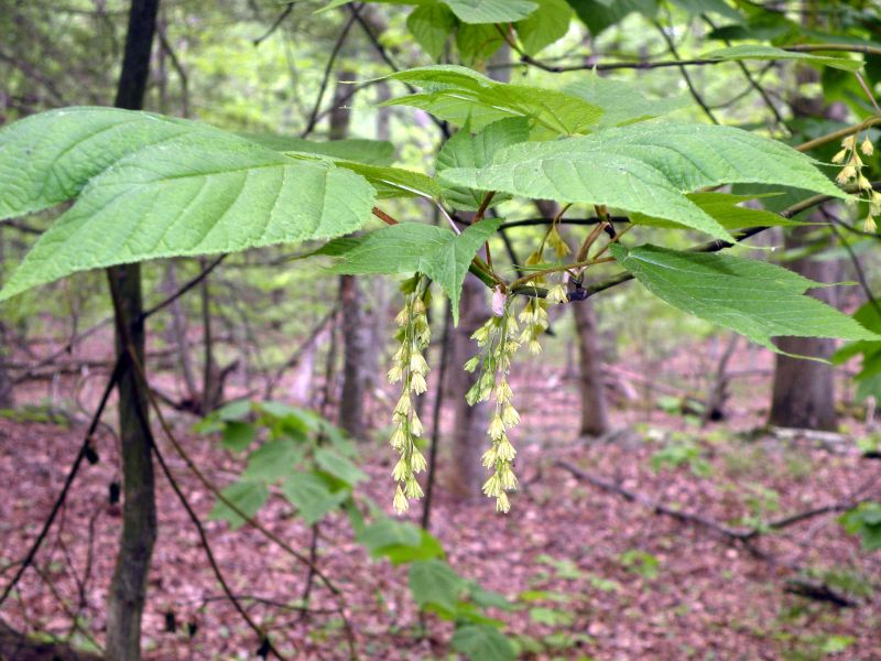 Striped Maple (Acer pensylvanicum)