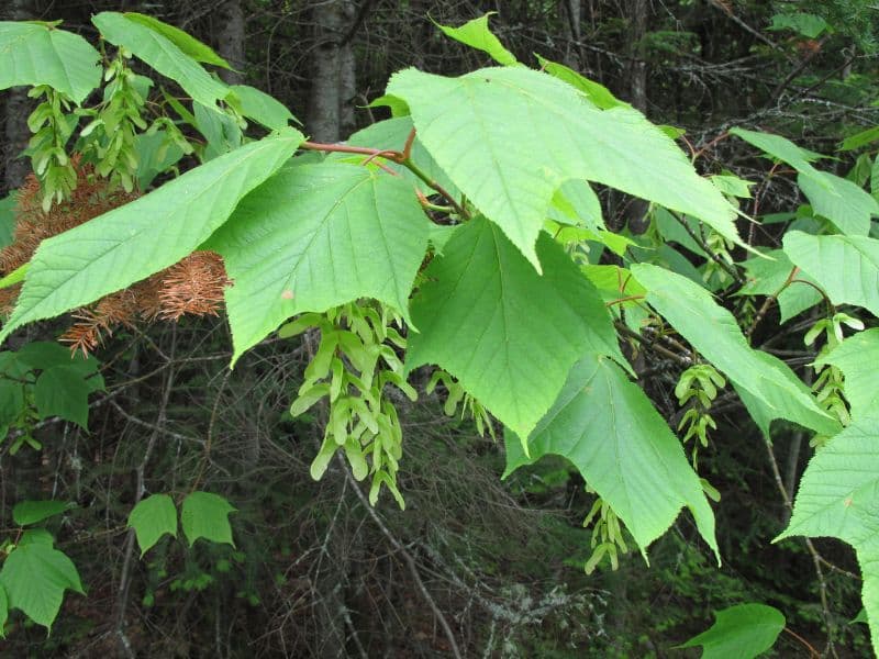 Striped Maple (Acer pensylvanicum)