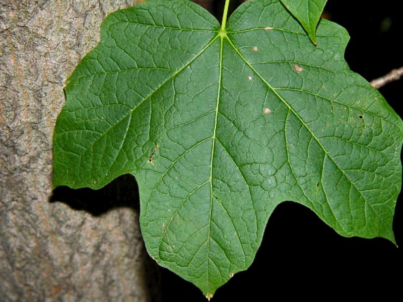 Black Maple (Acer nigrum)