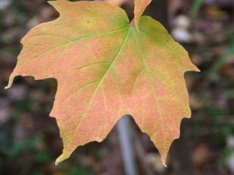 Black Maple (Acer nigrum)