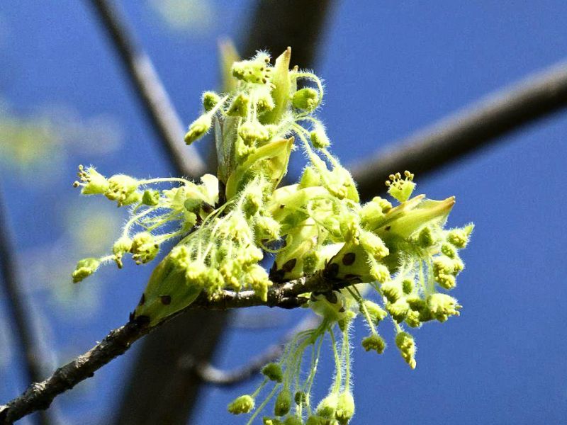 Black Maple (Acer nigrum)