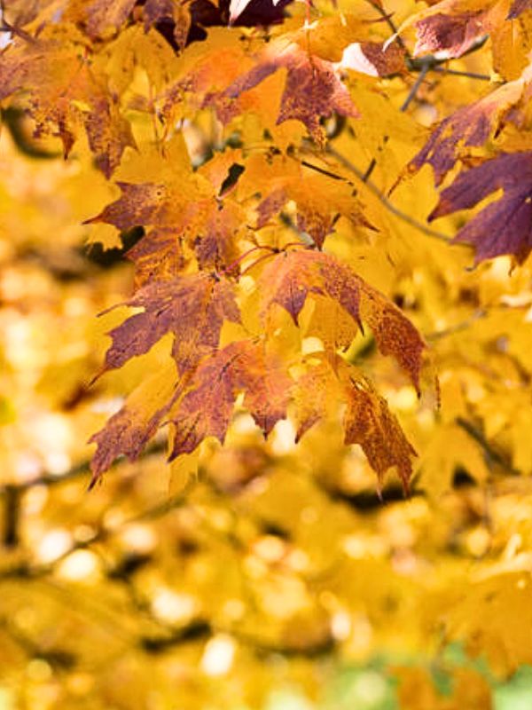 Black Maple (Acer nigrum)