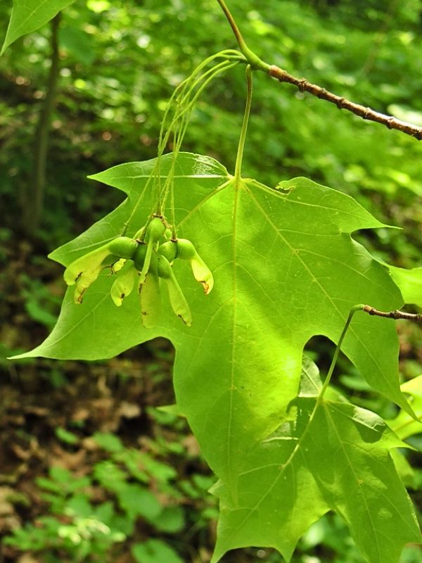 Black Maple (Acer nigrum)