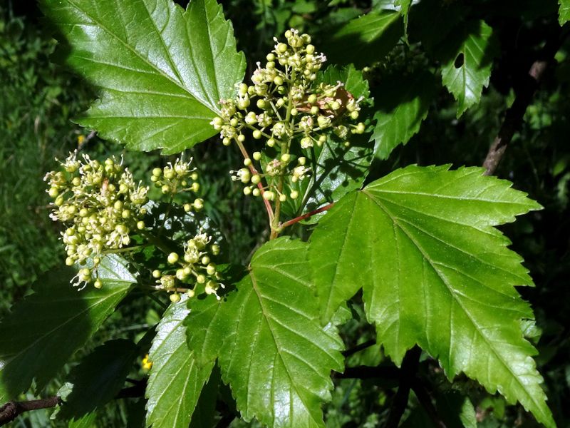 Tatarian Maple (Acer tataricum)