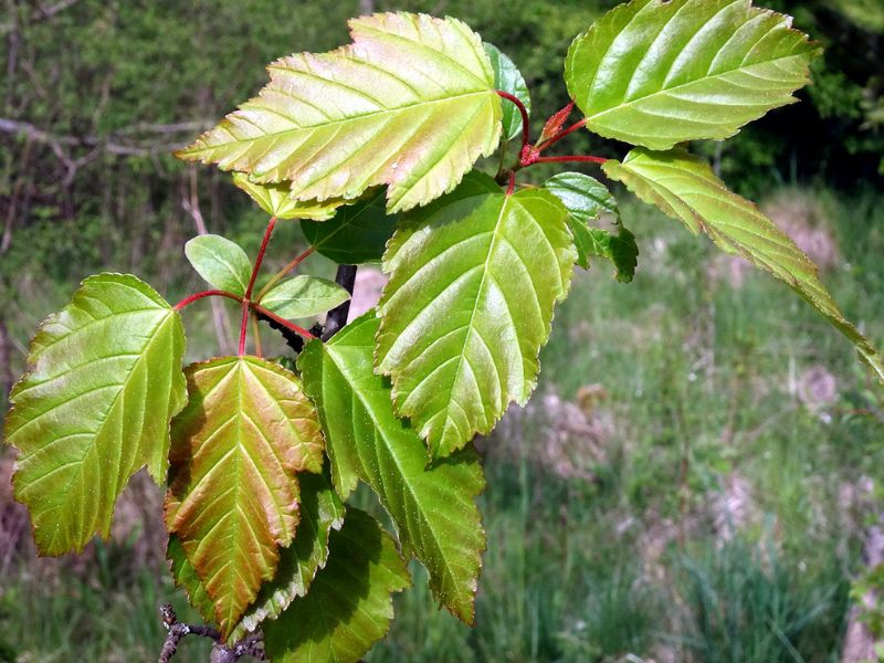 Tatarian Maple (Acer tataricum)