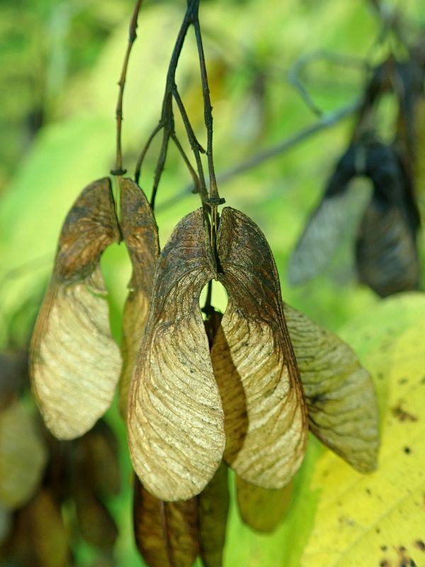 Tatarian Maple (Acer tataricum)