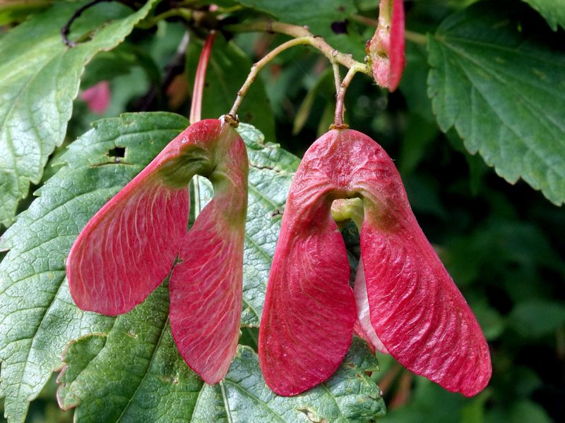 Tatarian Maple (Acer tataricum)