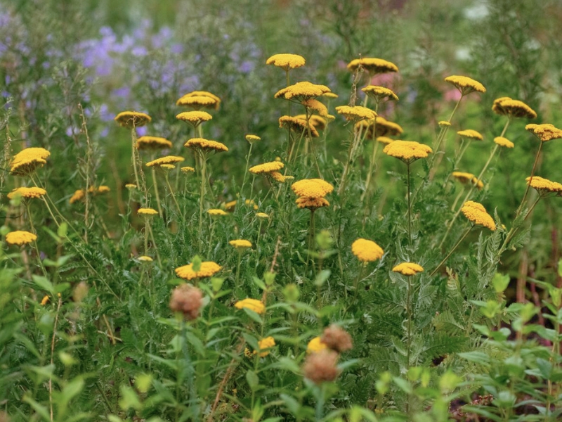 Fernleaf Yarrow (Achillea filipendulina)