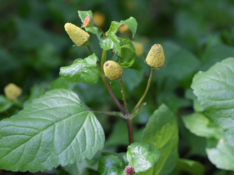 Toothache Plant (Acmella oleracea)