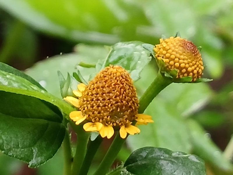 Toothache Plant (Acmella oleracea)