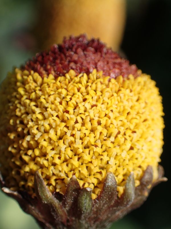 Toothache Plant (Acmella oleracea)