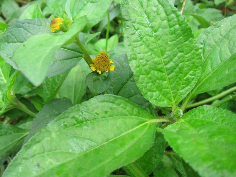 Toothache Plant (Acmella oleracea)