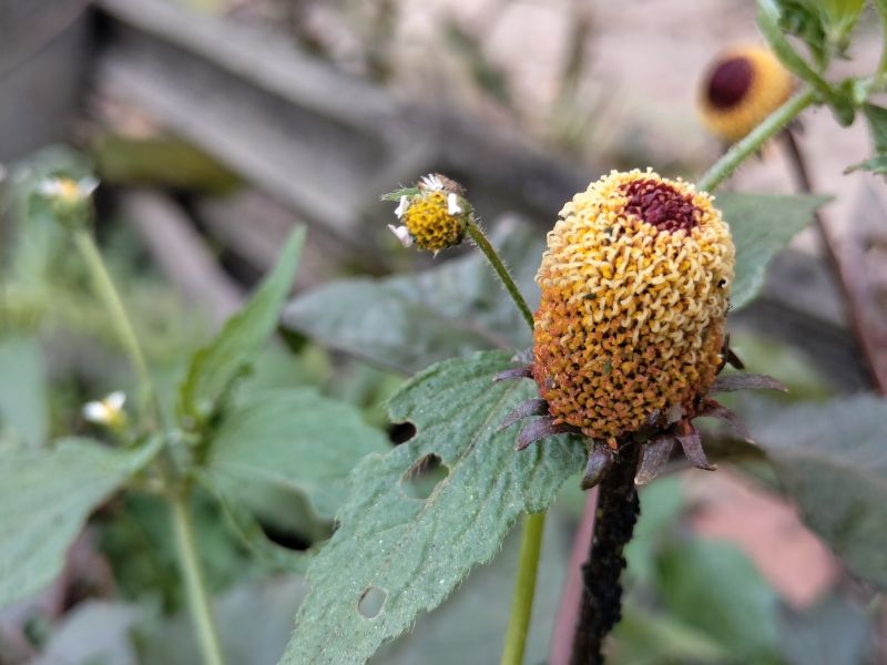 Toothache Plant (Acmella oleracea)