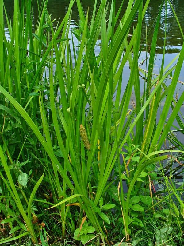 Sweet Flag (Acorus calamus)