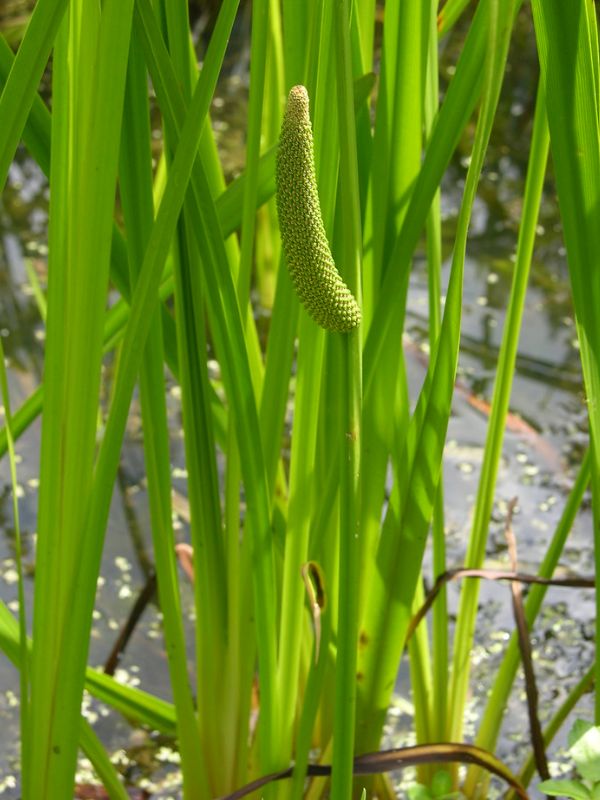 Sweet Flag (Acorus calamus)