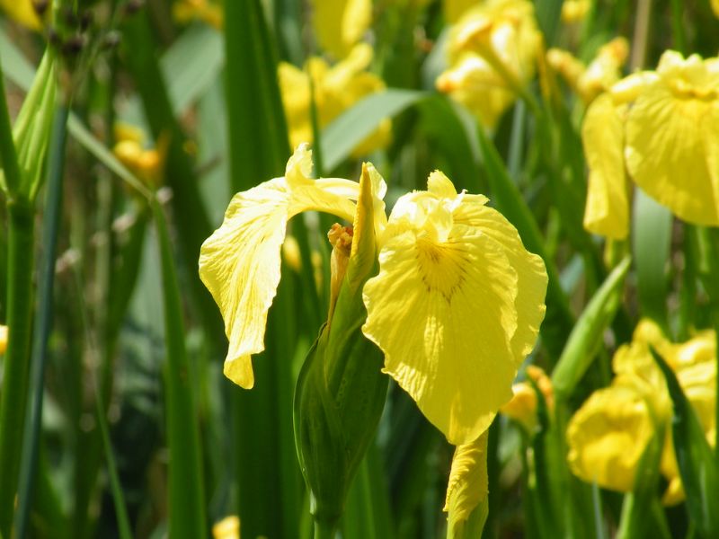 Sweet Flag (Acorus calamus)