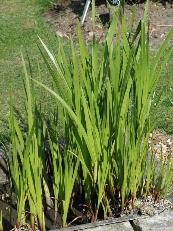 Sweet Flag (Acorus calamus)