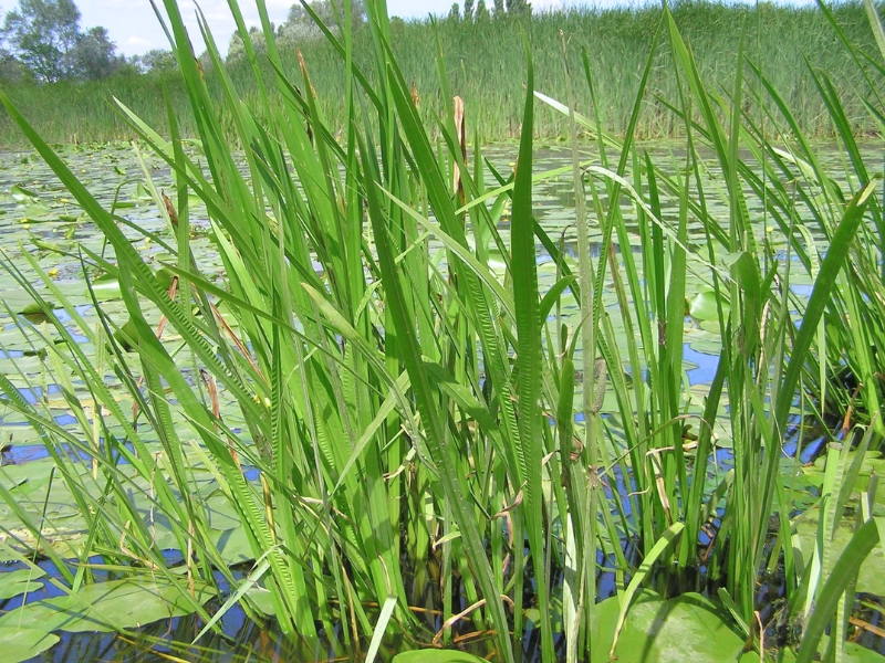 Sweet Flag (Acorus calamus)