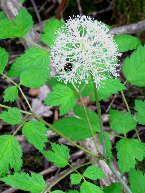 White Baneberry (Actaea pachypoda)