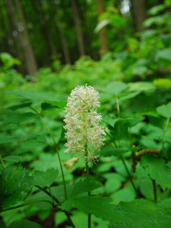 White Baneberry (Actaea pachypoda)