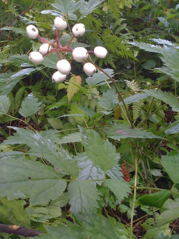 White Baneberry (Actaea pachypoda)