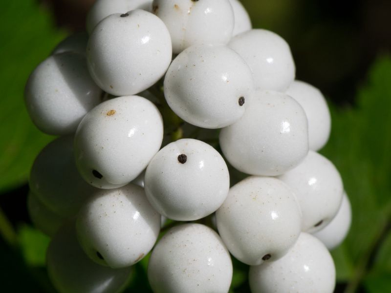 White Baneberry (Actaea pachypoda)