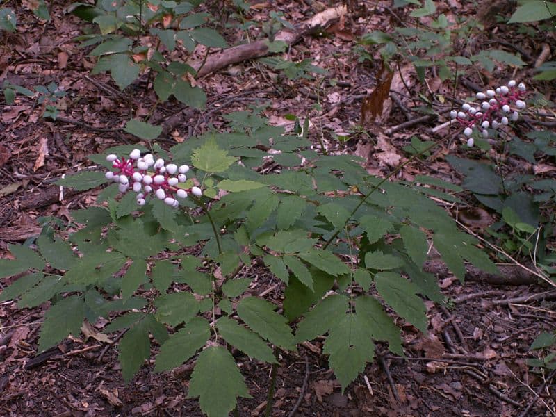 White Baneberry (Actaea pachypoda)