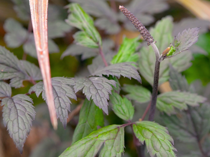 Baneberry (Actaea)